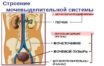 Строение и болезни мочевой системы