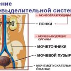 Строение и болезни мочевой системы