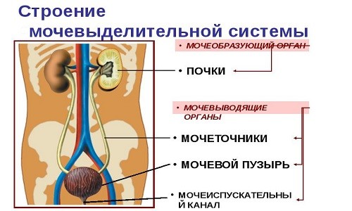 Строение мочевыделительной системы Строение мочевыделительной системы