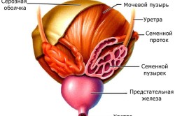Устройство мочевого пузыря